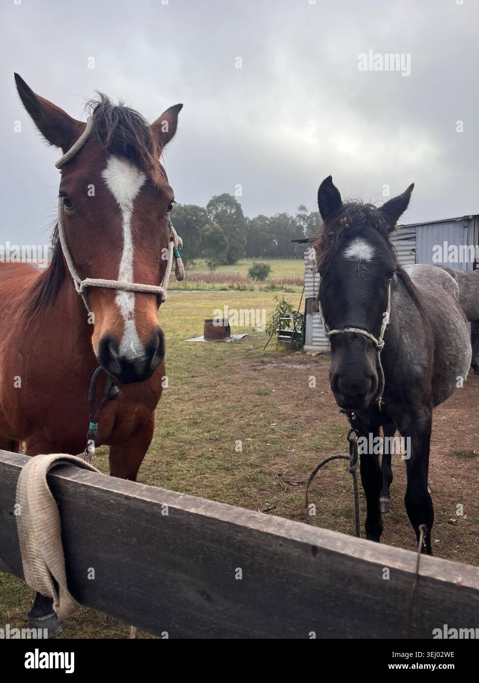 'Deux chevaux bruns, sellés pour une balade écotouristique, se tiennent derrière une porte dans un champ rural à Rocha, Uruguay, contre un beau ciel nuageux coucher de soleil.' - Image de stock capturée avec un smartphone