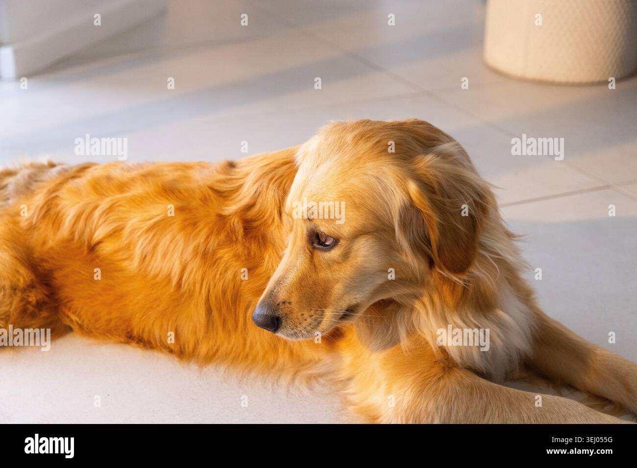 Golden-enduit retriever repose sur des carreaux pâles près de la porte, la lumière du soleil créant des ombres douces Banque D'Images