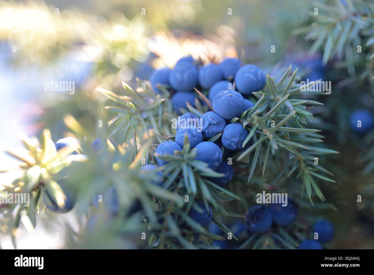 Gros plan de baies de genièvre bleu mûr poussant sur une branche de genièvre avec un bokeh naturel doux. Fond botanique avec plante persistante aromatique et shal Banque D'Images