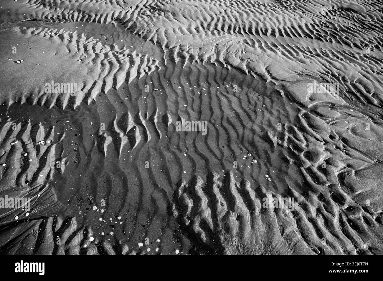Gros plan noir et blanc de marques spectaculaires d'ondulation de marée sculptées sur du sable sombre et humide créant un motif de texture abstrait audacieux Banque D'Images