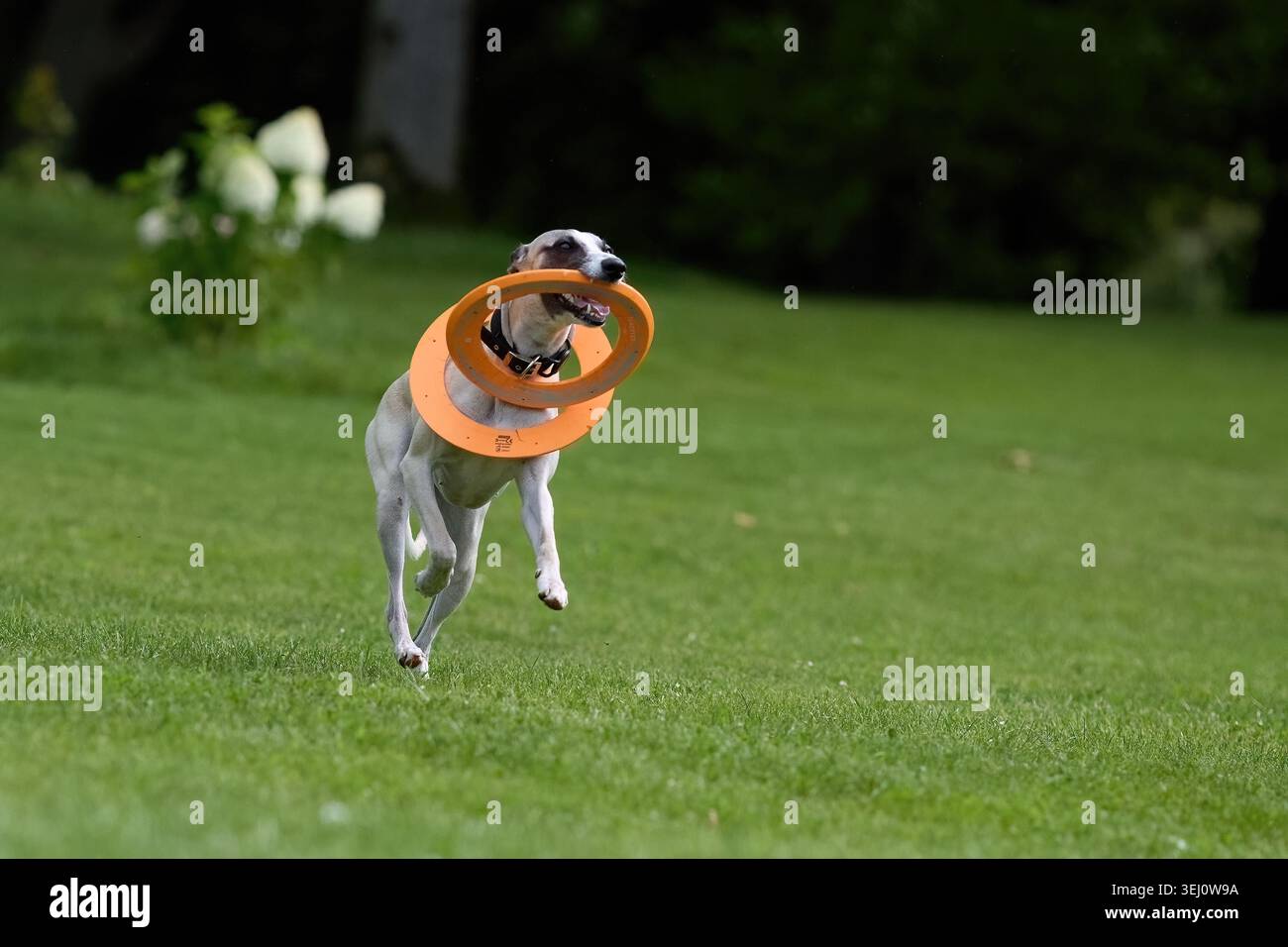 Chien Whippet courant avec jouet Frisbee orange dans l'herbe Banque D'Images