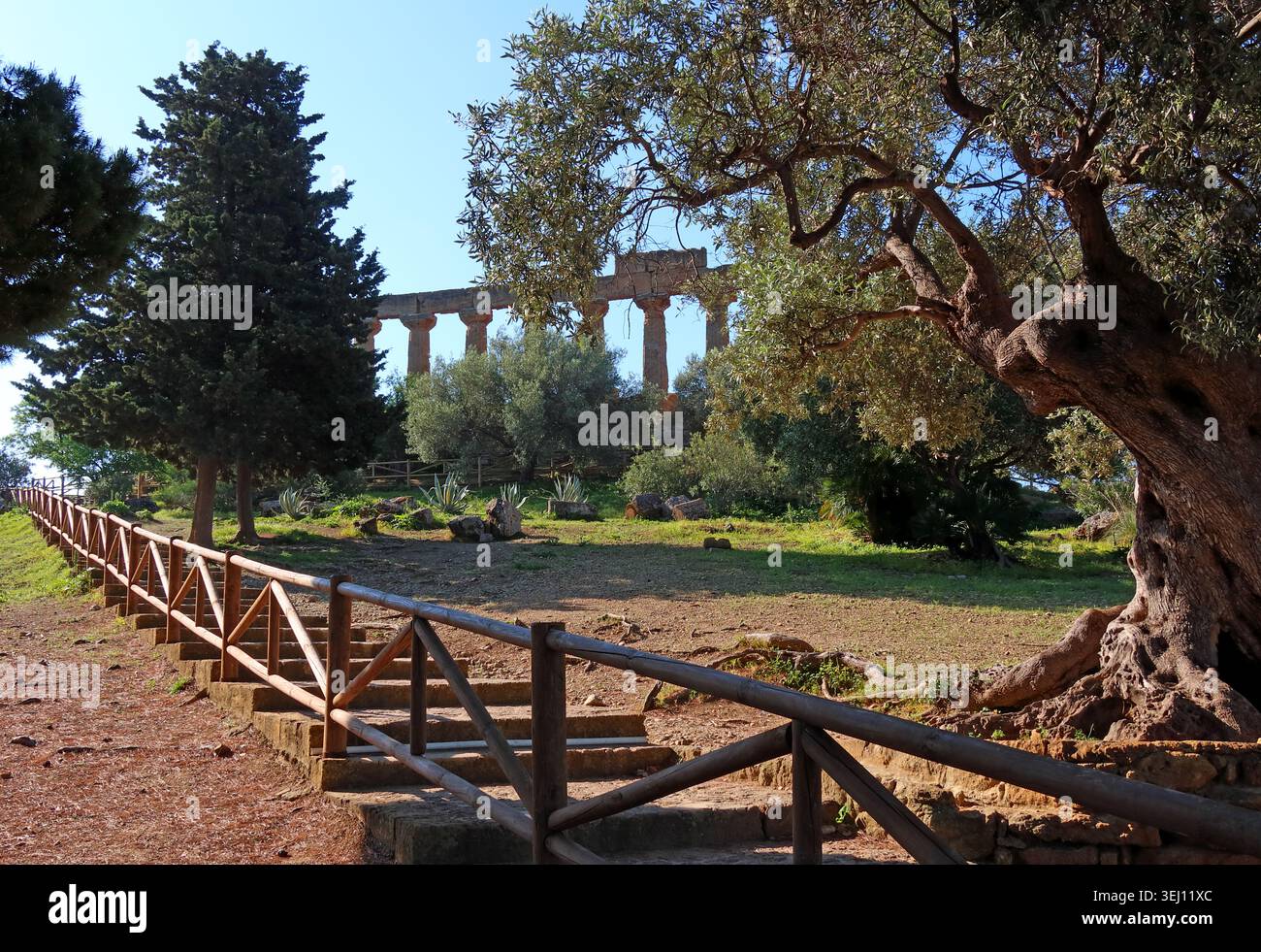 Temple d’Héra, également appelé Temple de Junon, à travers les oliviers dans la Vallée des Temples, Agrigento, Sicile. Banque D'Images