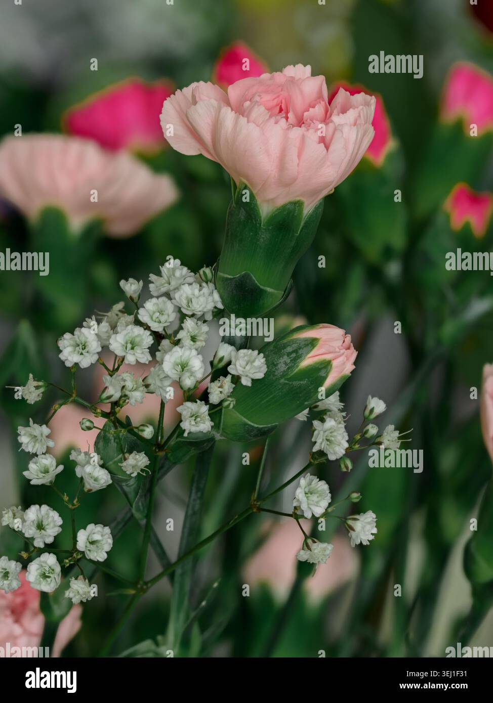 Œillets roses (Dianthus caryophyllus) et haleine de bébé (Gypsophila). Fleurs avec bords de dentelle et pétales dentelés. Le souffle de bébé, un pl délicat Banque D'Images