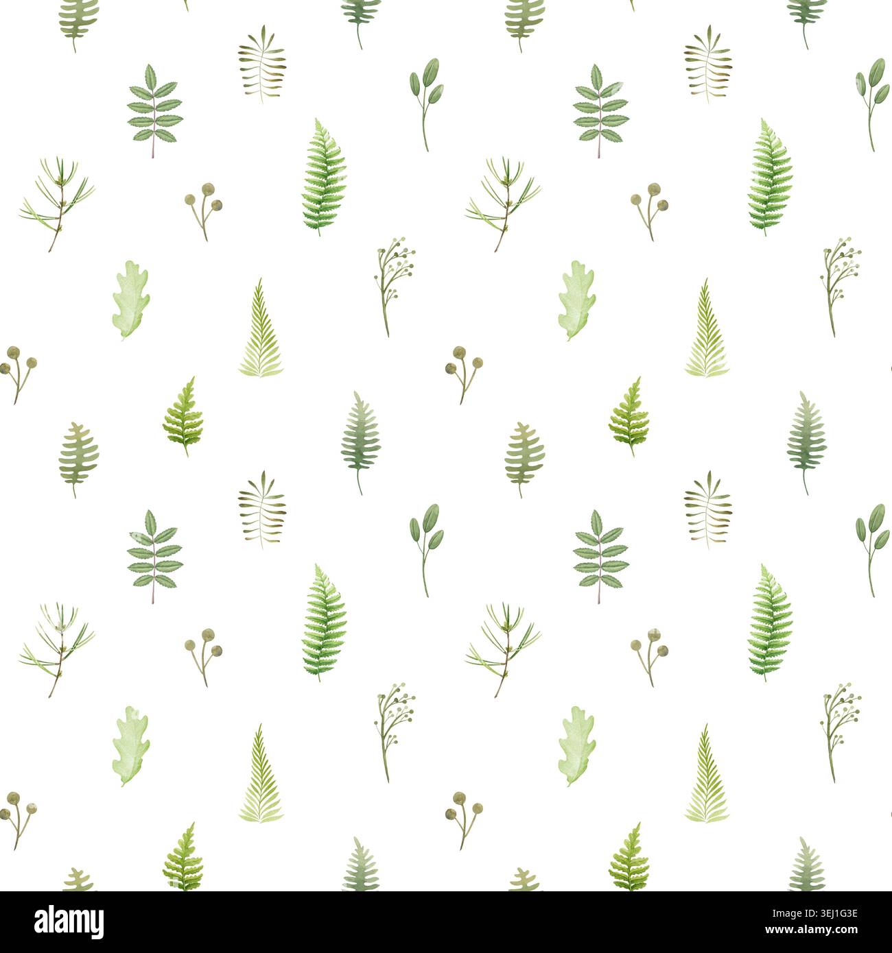 Motif botanique sans couture avec des feuilles de forêt délicates, des fougères et des branches des bois sur blanc. Illustration aquarelle peinte à la main texture de la nature. Banque D'Images