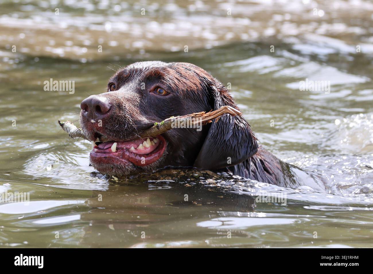 Chocolat Labrador Retriever nageant avec bâton dans la bouche Banque D'Images