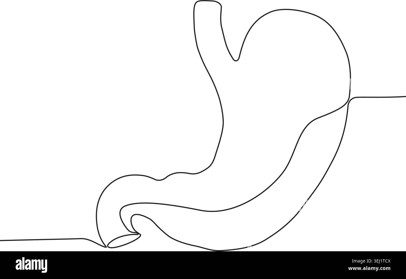Un simple dessin au trait représentant l'estomac humain, mettant en valeur sa forme et sa structure dans un style minimaliste. Illustration de Vecteur