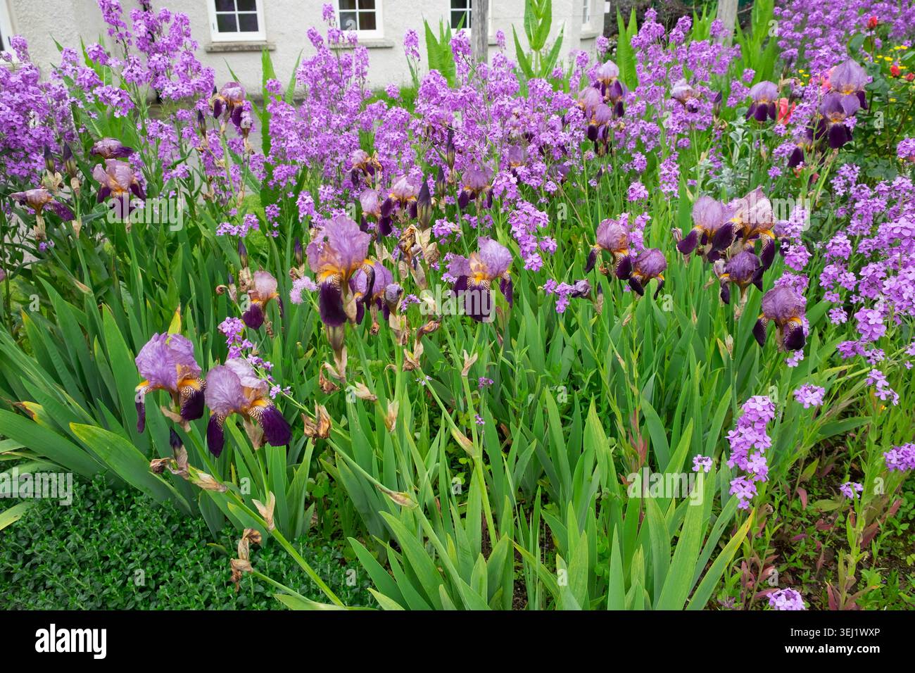 Parfumé de nuit bouillon iris violets fleurs en fleur au printemps mai jardin Bishops Park Parc yr jardin Esgob Carmarthen Wales UK KATHY DEWITT Banque D'Images