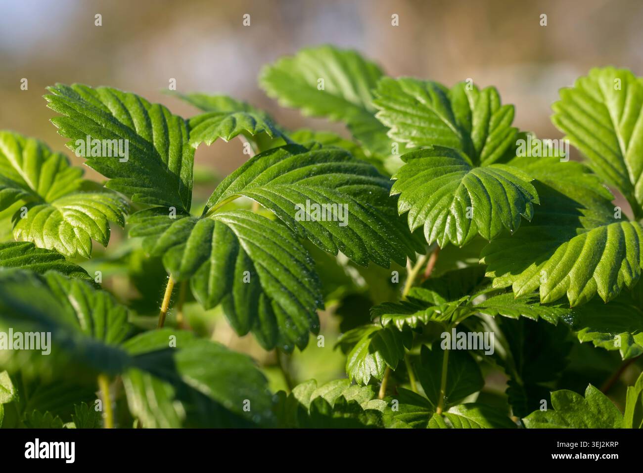 semis de fraises avec des feuilles vertes avant la plantation dans le champ, des pousses de fraises douces poussant ensemble par temps chaud et ensoleillé Banque D'Images