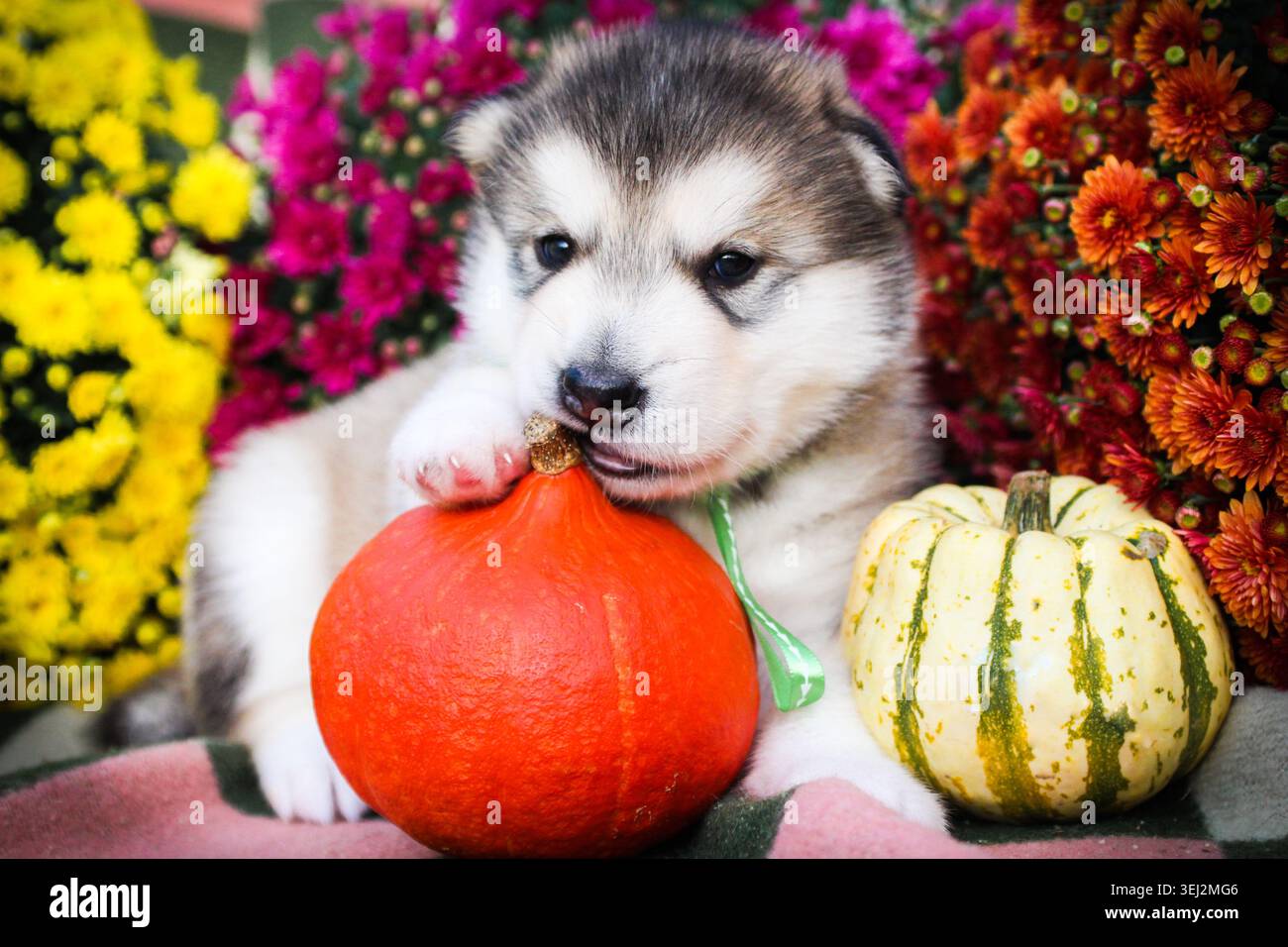 Mignon Alaskan Malamute chiot assis avec des citrouilles d'automne Banque D'Images
