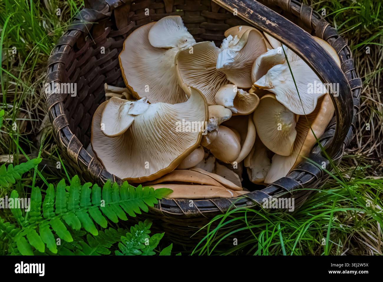 Champignon à huîtres, Pleurotus ostreatus, poussant sur un arpès mort à Bigtooth dans le comté de Mecosta, Michigan, États-Unis Banque D'Images