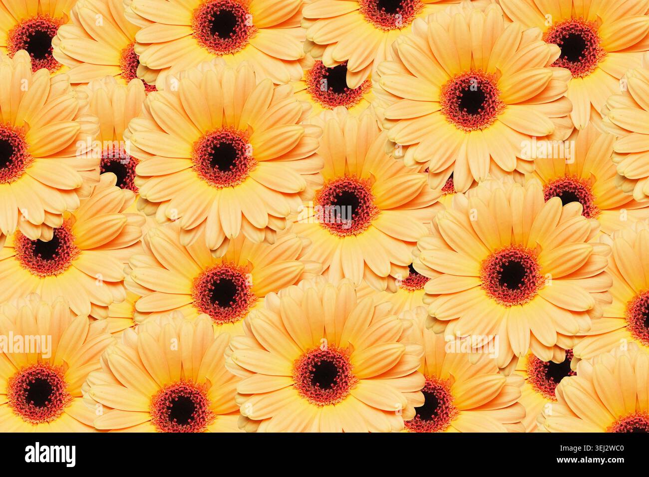 Fond de motif de fleurs de gerbera jaune. Texture florale avec pétales florissants et concept de décoration de jardin printanier dynamique. Banque D'Images