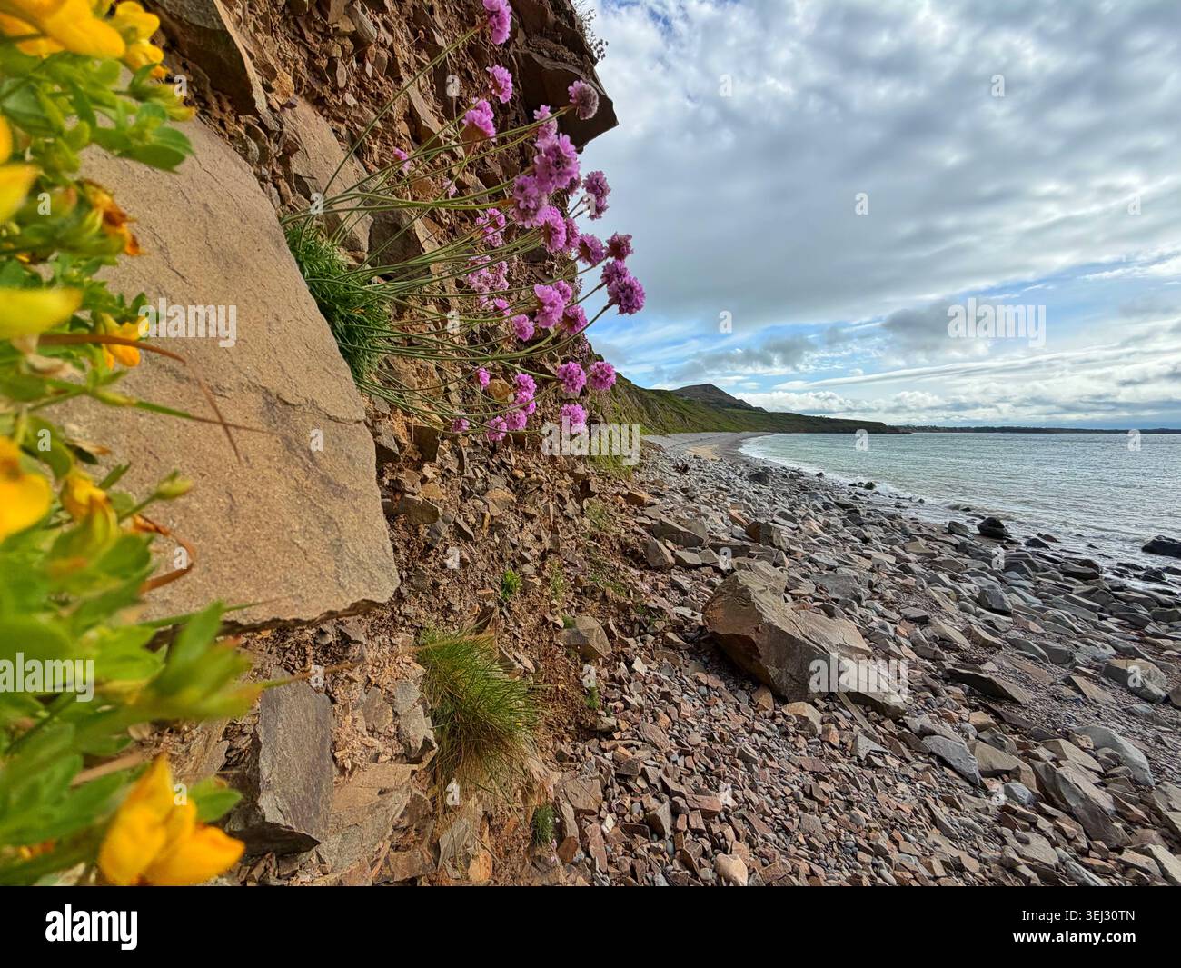 Roses de mer (Thrift) (Armeria maritima) à la plage de Pistyll, péninsule de Lleyn, pays de Galles du Nord, Royaume-Uni. Banque D'Images
