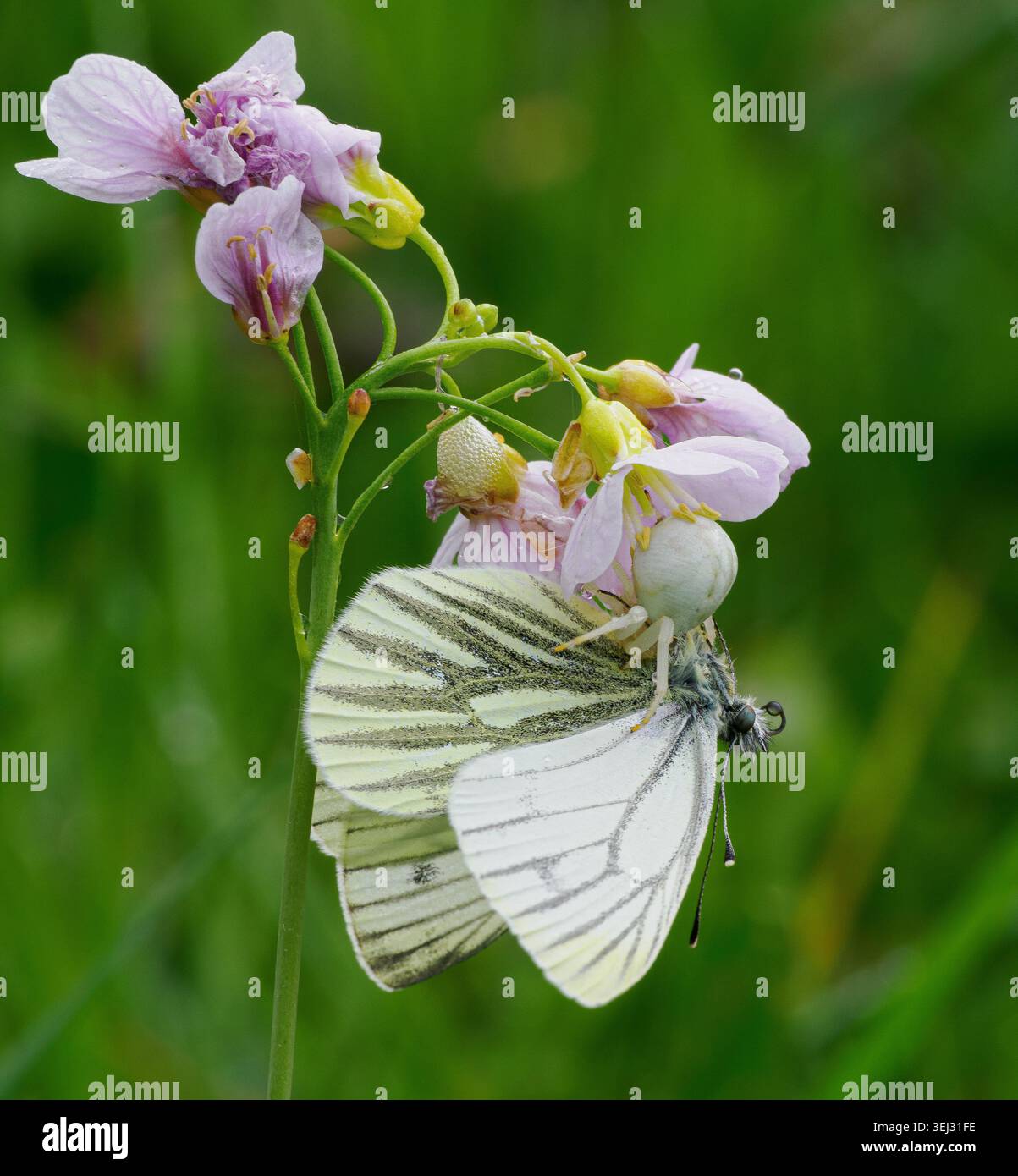 Fleur crabe araignée Misumena vatia avec proie de papillon blanc à veines vertes sur une fleur Lady's Smock dans le sud du pays de Galles Royaume-Uni Banque D'Images