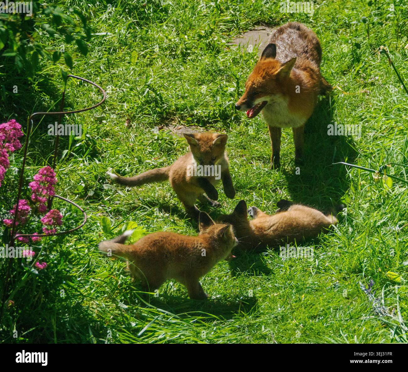 Red Fox Vulpes vulpes Vixen et ses oursons jouant au soleil chaud dans un jardin urbain à Bristol Royaume-Uni Banque D'Images