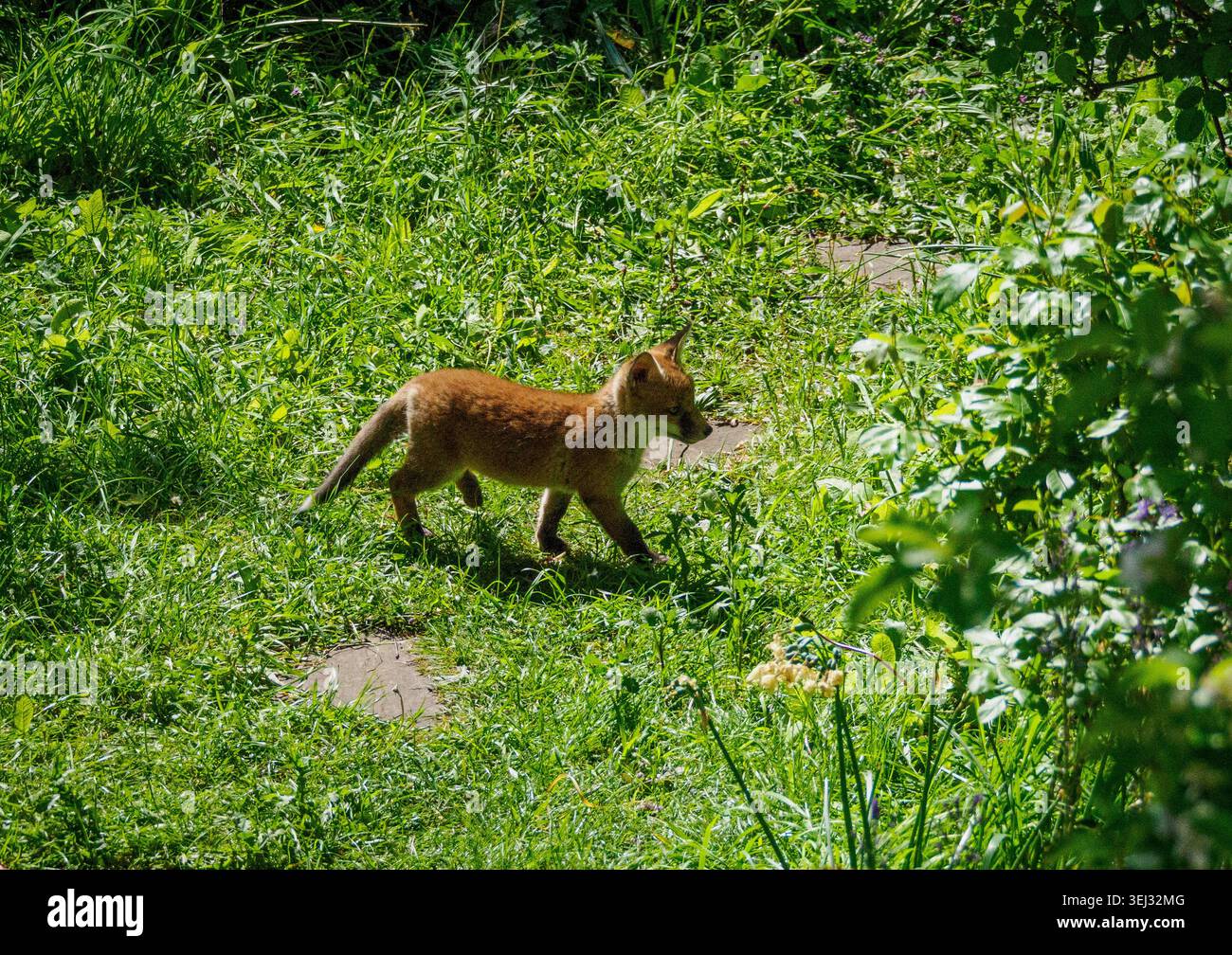 Red Fox Vulpes vulpes ourson jouant sous le soleil chaud dans un jardin urbain à Bristol Royaume-Uni Banque D'Images
