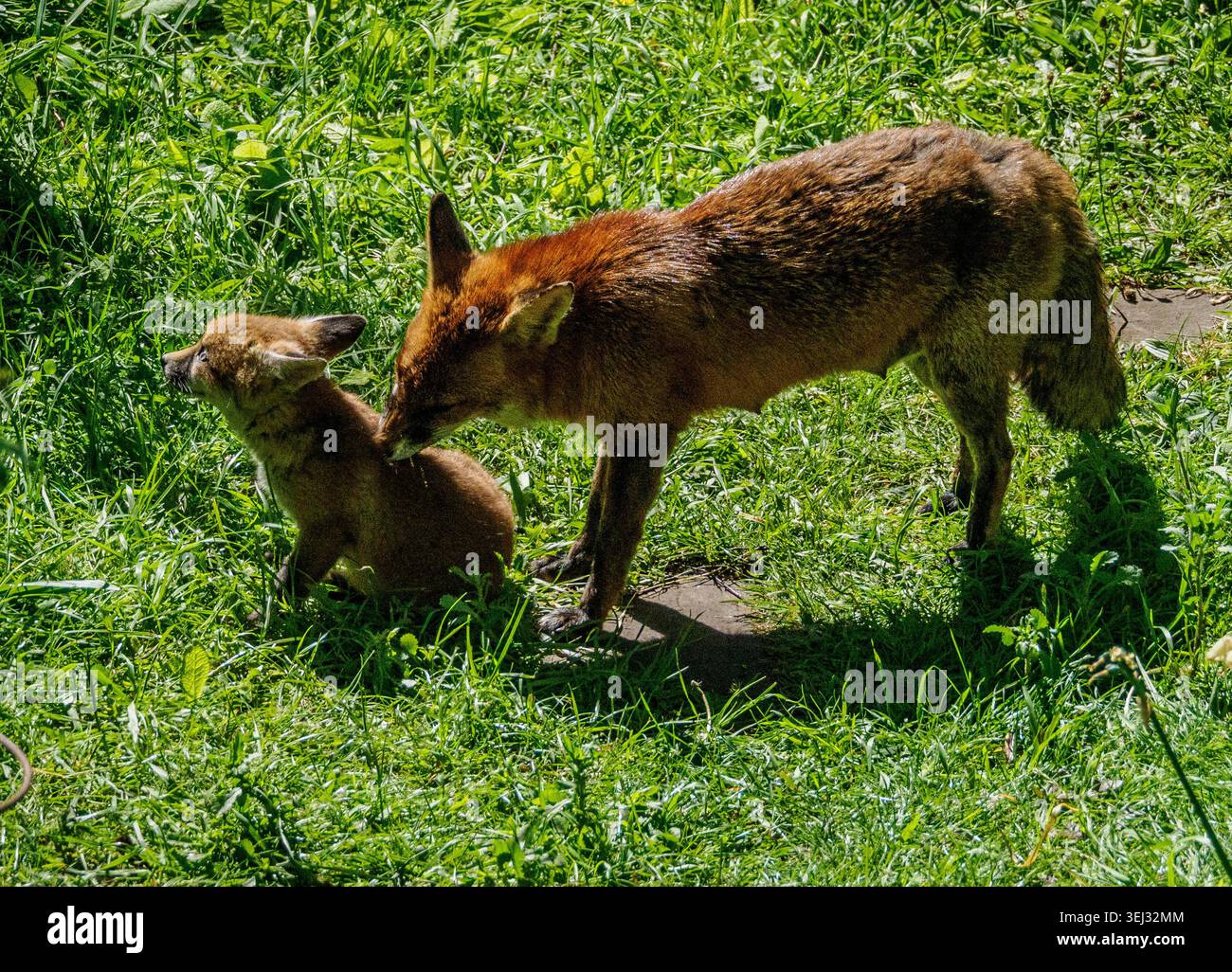 Red Fox Vulpes vulpes Vixen et son petit jouant sous le soleil chaud dans un jardin urbain à Bristol Royaume-Uni Banque D'Images