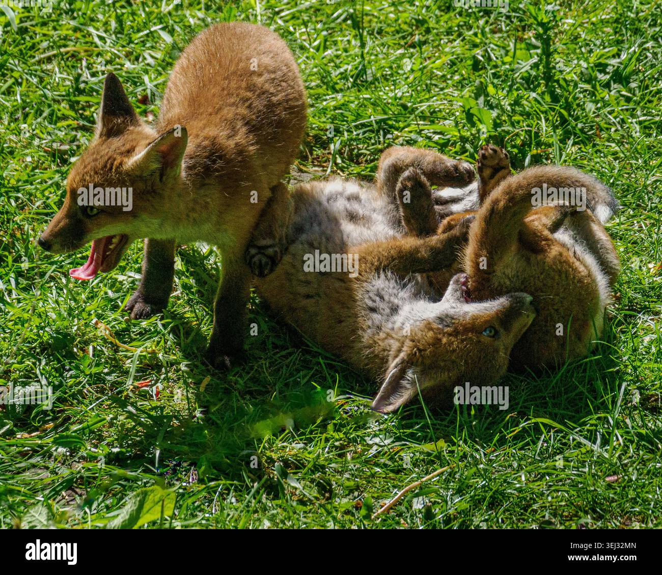 Red Fox Vulpes vulpes Vixen et ses oursons jouant au soleil chaud dans un jardin urbain à Bristol Royaume-Uni Banque D'Images