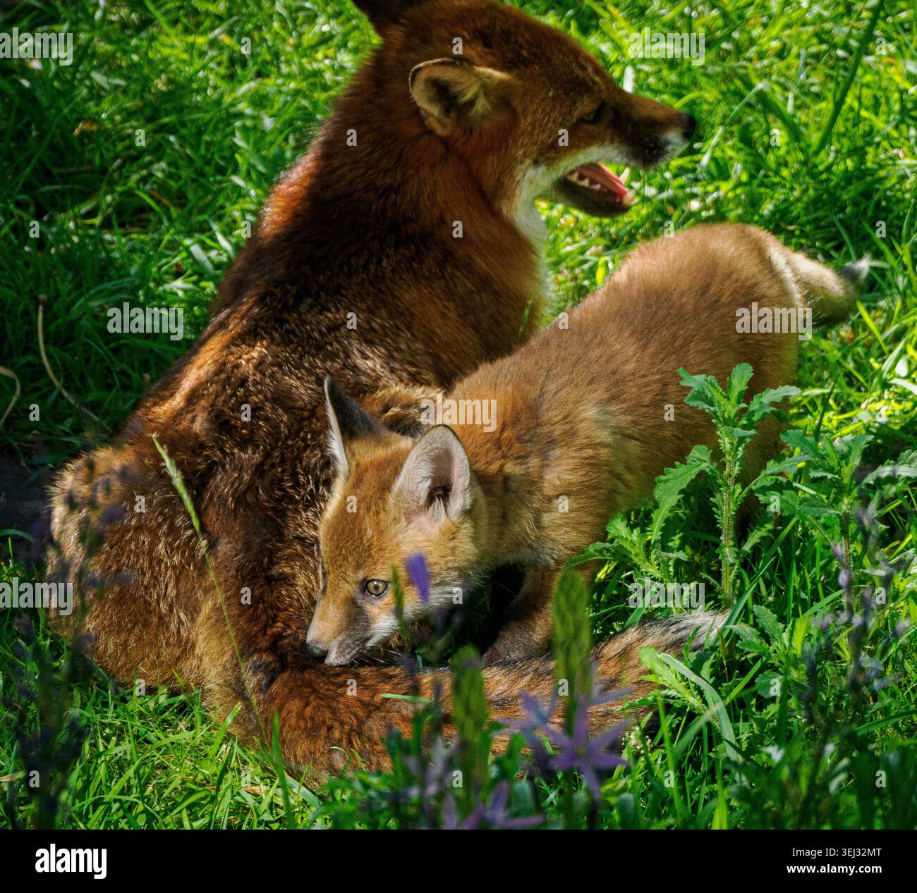 Red Fox Vulpes vulpes Vixen et son petit jouant sous le soleil chaud dans un jardin urbain à Bristol Royaume-Uni Banque D'Images