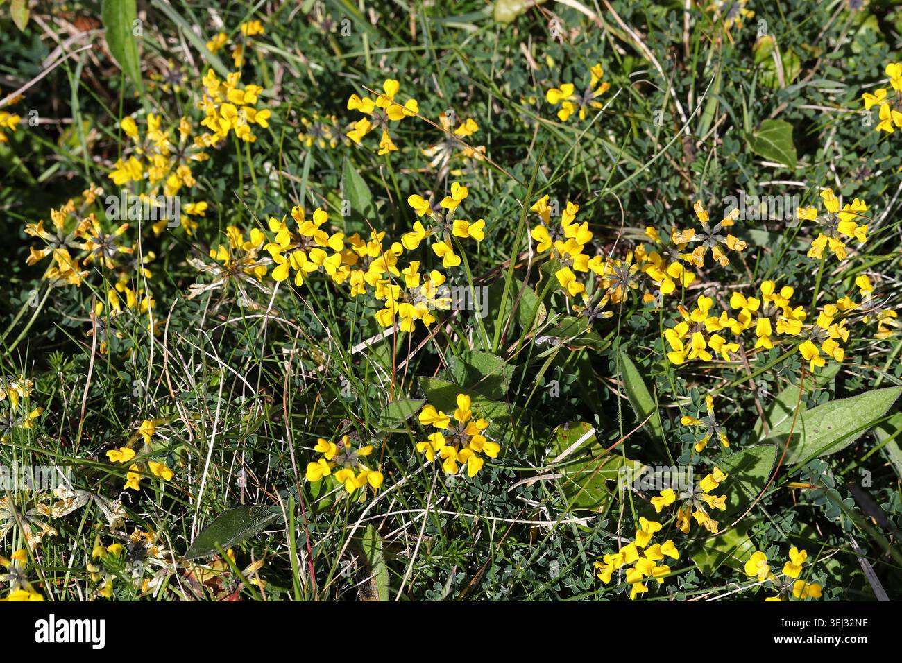 Veste en fer à cheval, Hippocrepis comosa, Fabaceae. Bedfordshire, Royaume-Uni. Hippocrepis comosa se trouve au Royaume-Uni, principalement dans le sud. C'est une vivacité. Banque D'Images
