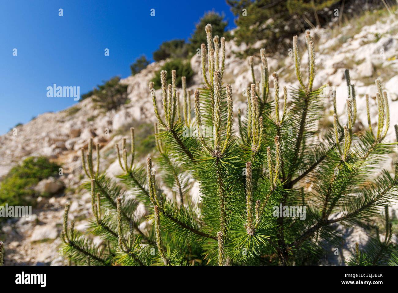 Branches d'un arbre Pinus nigra Banque D'Images