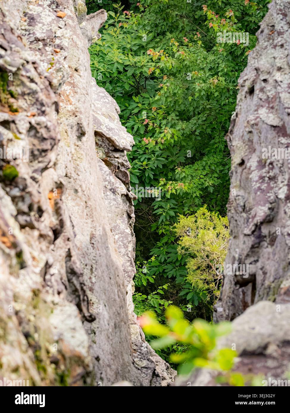 Murs rocheux de grès apparents encadrant une étroite falaise donnant sur le feuillage vert des arbres d'été dans la forêt nationale de Shawnee Illinois Banque D'Images