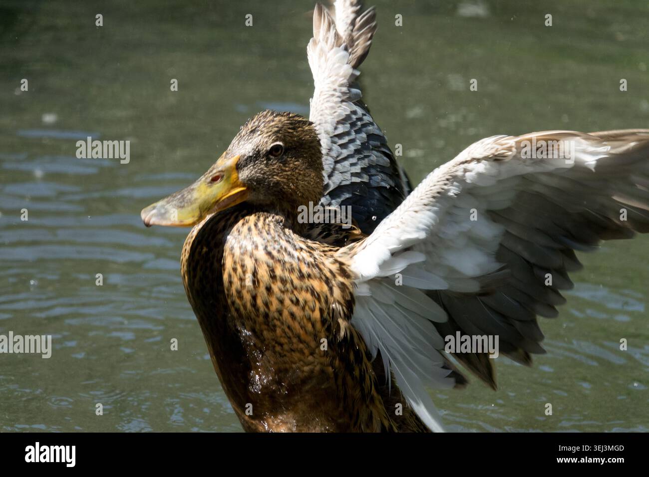 Femelle brune spatule clypeata de pelle nordique battant des ailes dans l'eau Banque D'Images