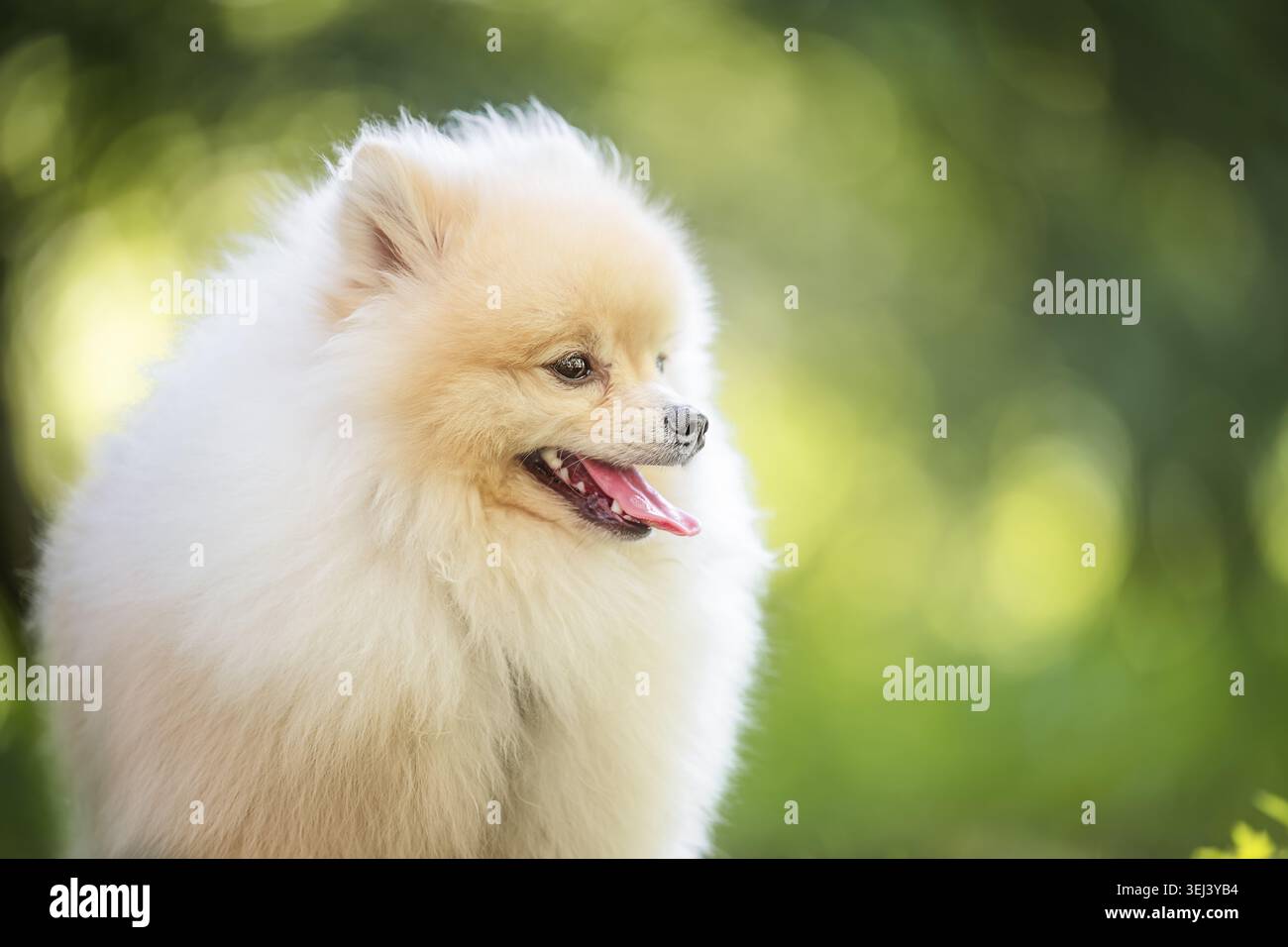 Chien Pomeranian blanc mignon souriant à l'extérieur sur fond bokeh vert avec espace de copie. Banque D'Images
