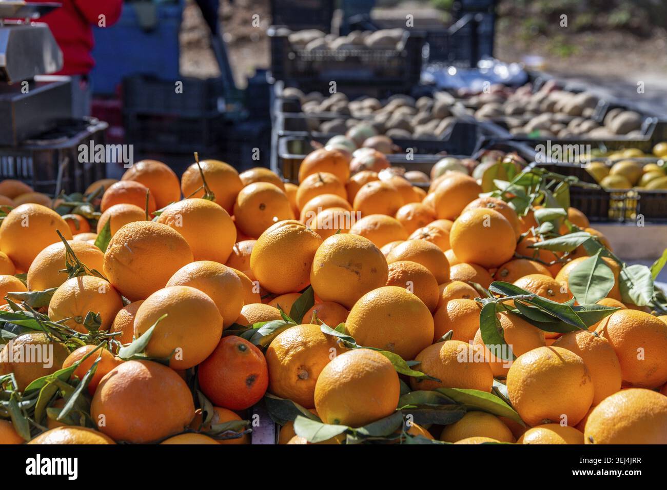 Un grand choix d'oranges fraîches sur un étal de marché, des feuilles vertes sur certains fruits, la lumière naturelle rehaussant la couleur des oranges Banque D'Images