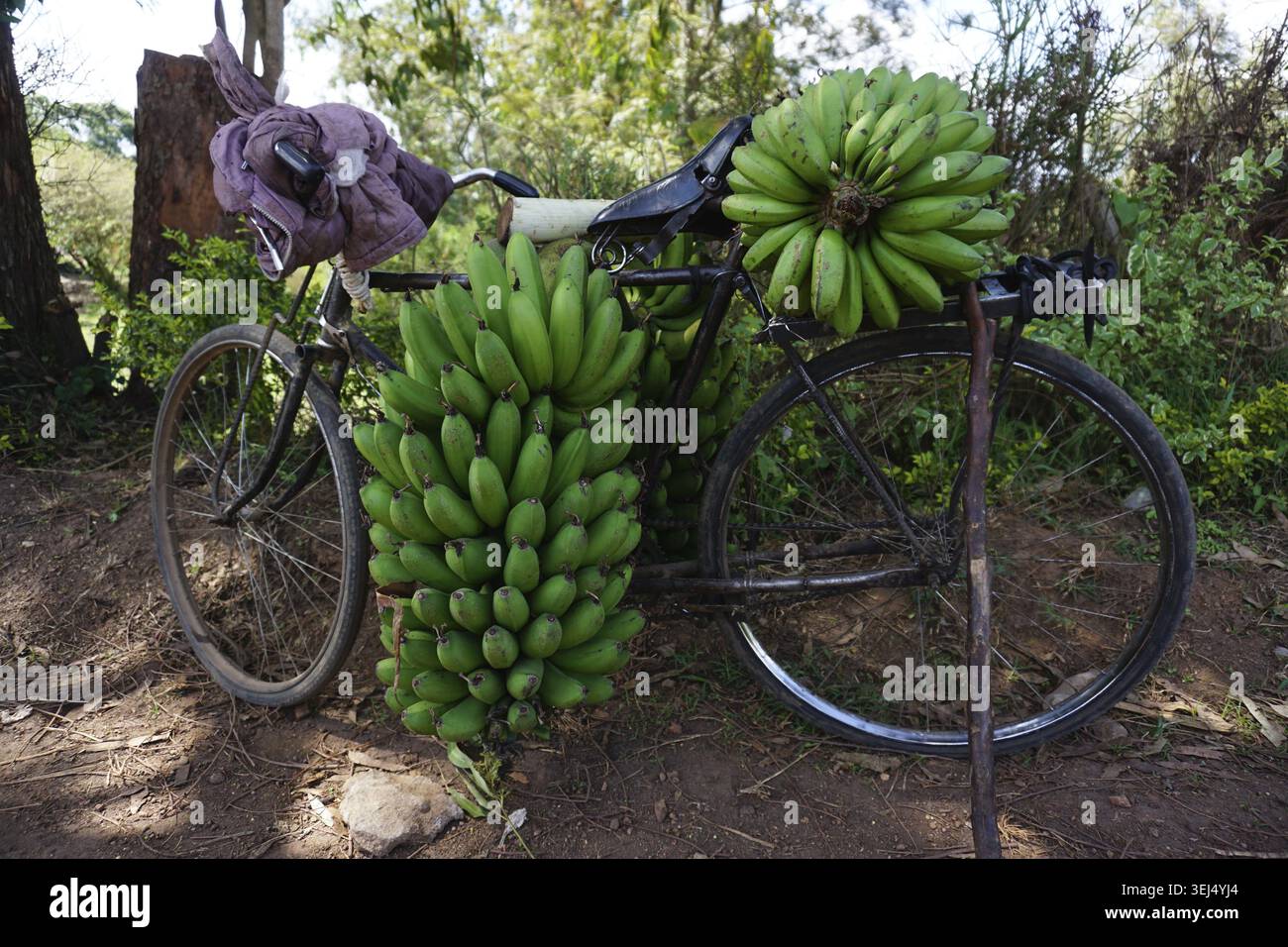 Bycicle lourdement chargé de bananes fraîches, fort Portal, Ouganda 2021 Banque D'Images
