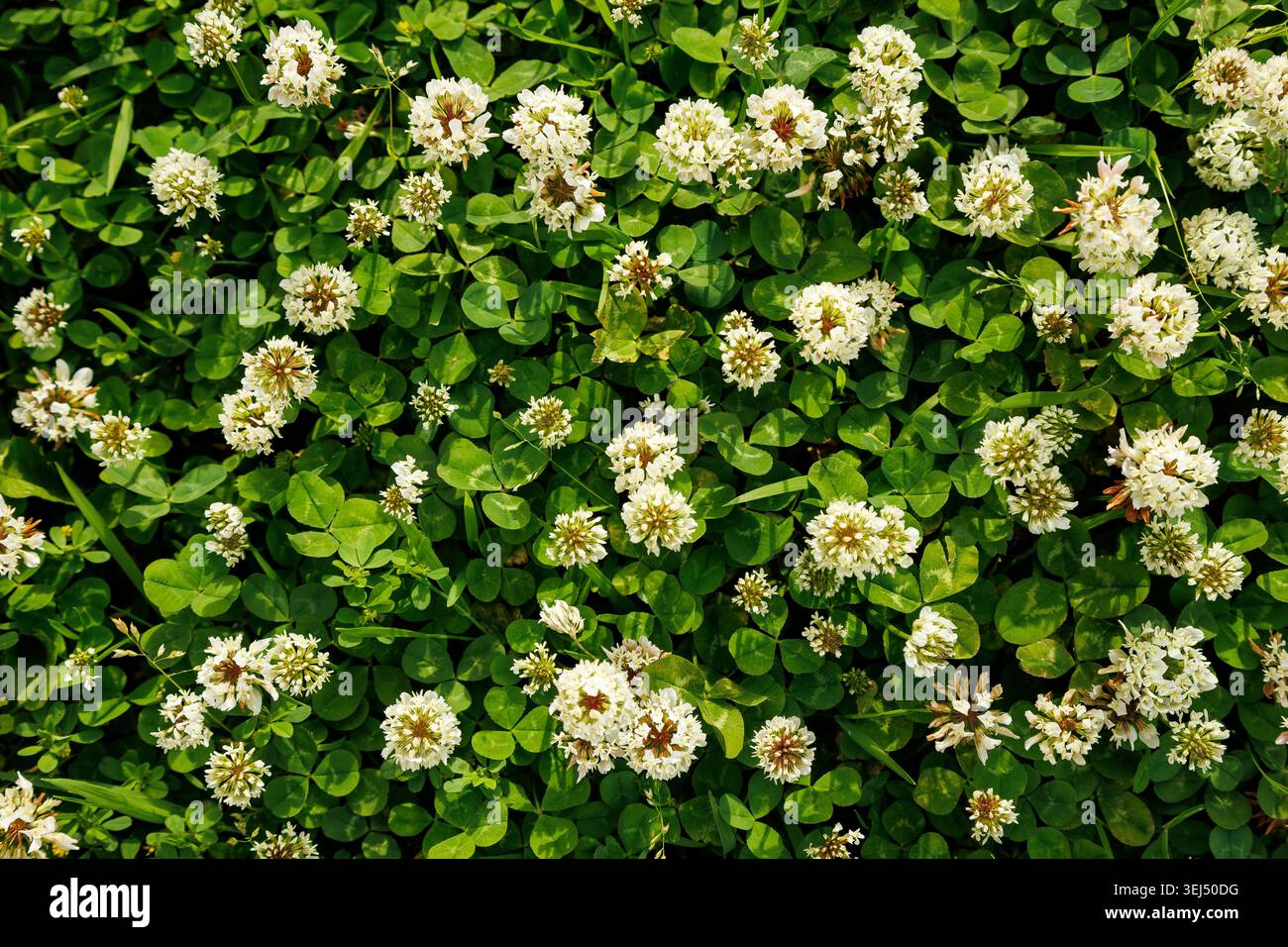 Vue de dessus du trèfle blanc en fleurs sur une pelouse verte Banque D'Images