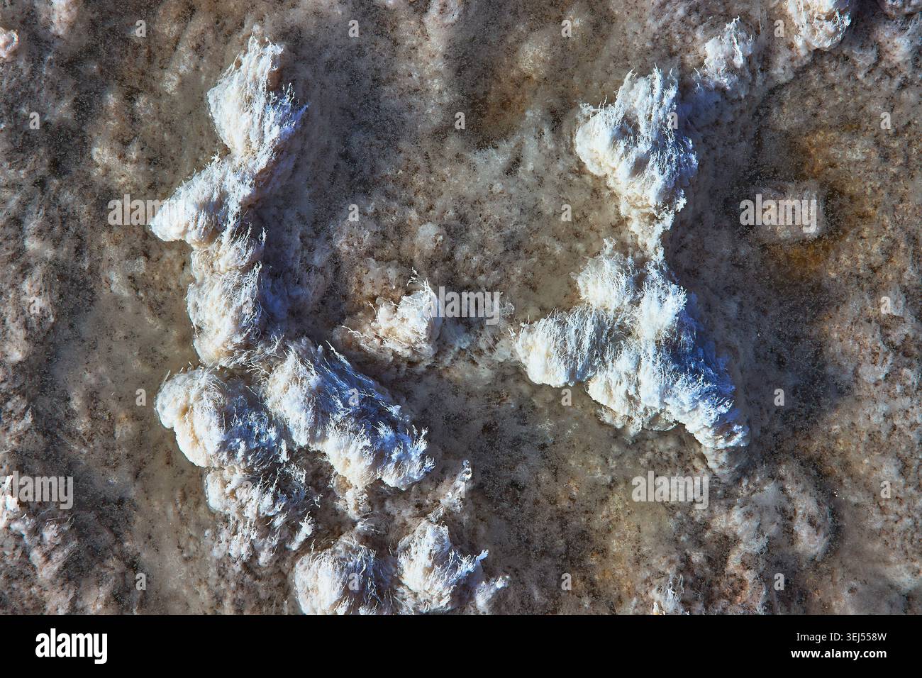 Détail de cristal de sel Badwater texture du bassin dans la vallée de la mort en Californie Banque D'Images
