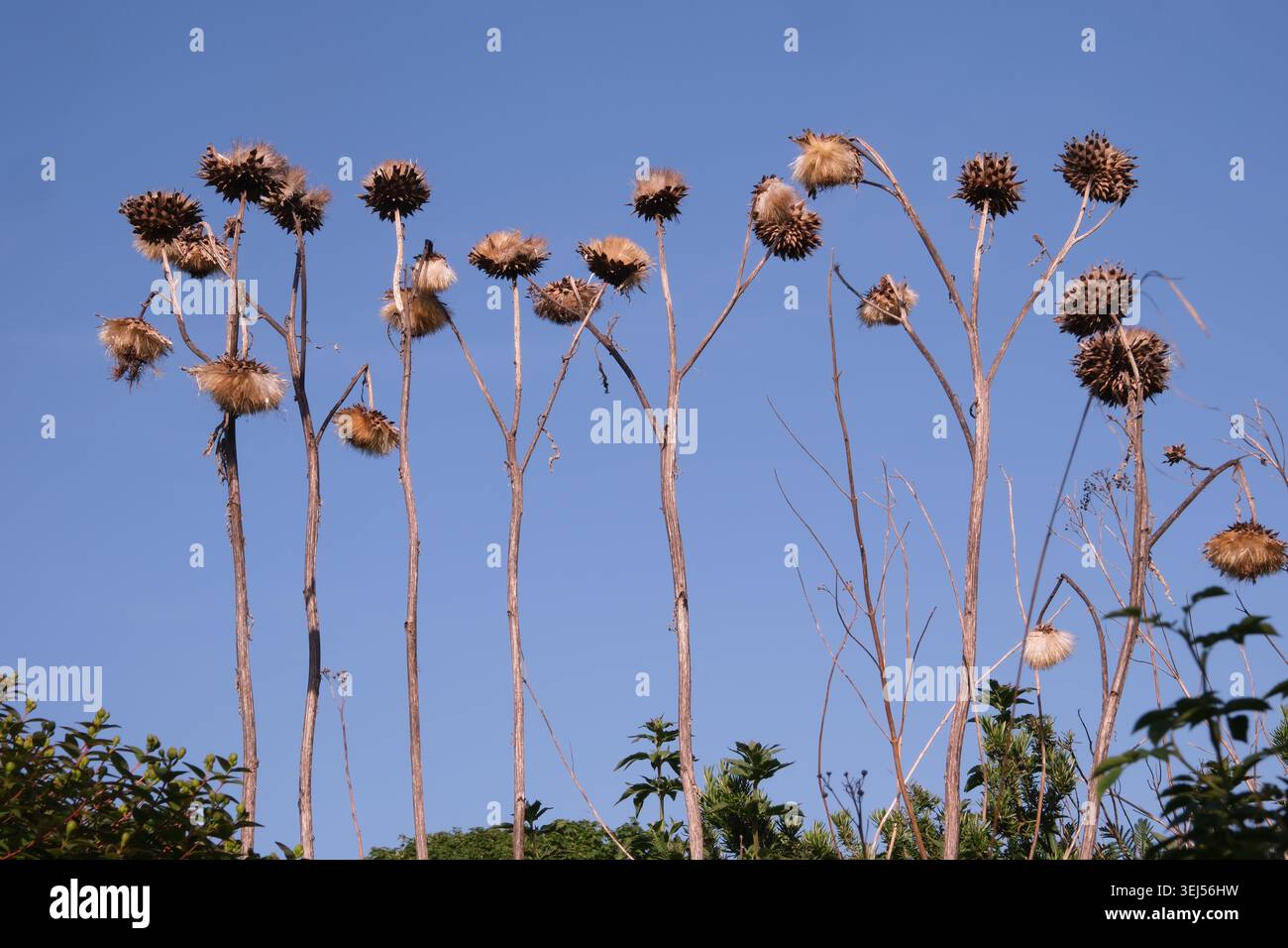 Tournesol mort Heeds alignés contre un ciel bleu, Rottingdean East Sussex, Angleterre Royaume-Uni Banque D'Images