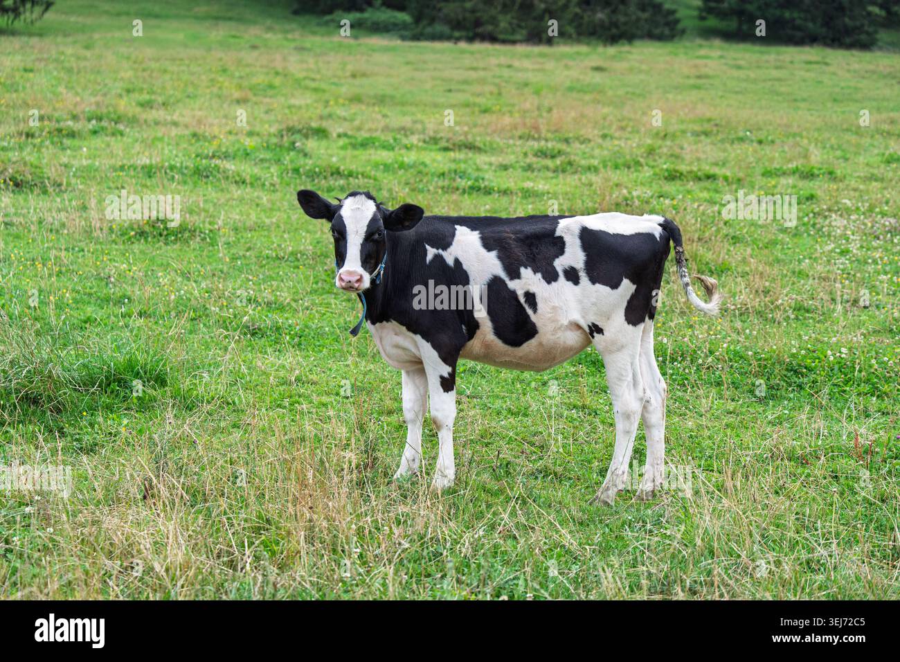 Veau Holstein debout dans un champ vert, regardant la caméra par une journée ensoleillée en été Banque D'Images
