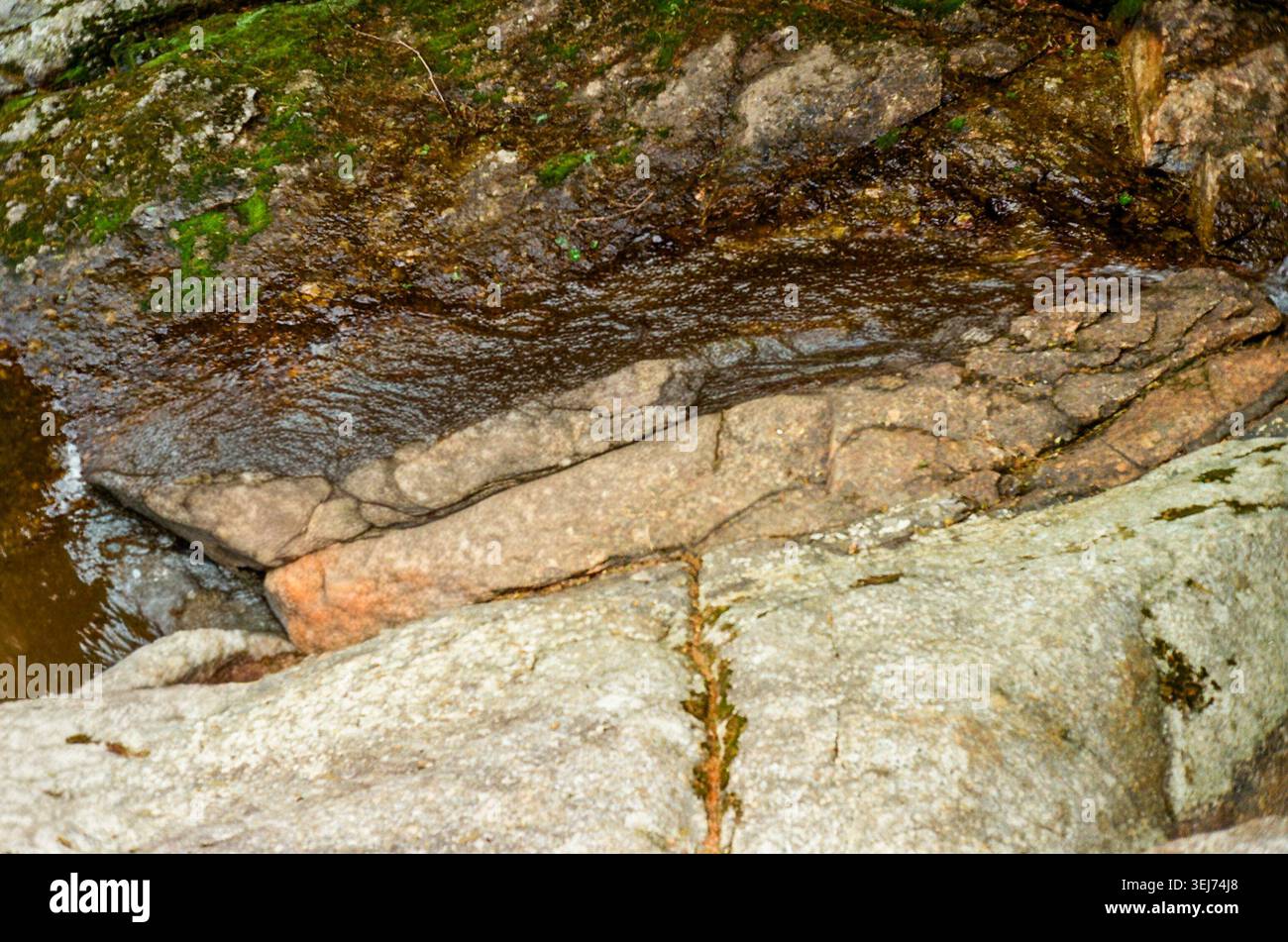 Shallow Forest Creek qui coule sur Smooth Rocks Banque D'Images