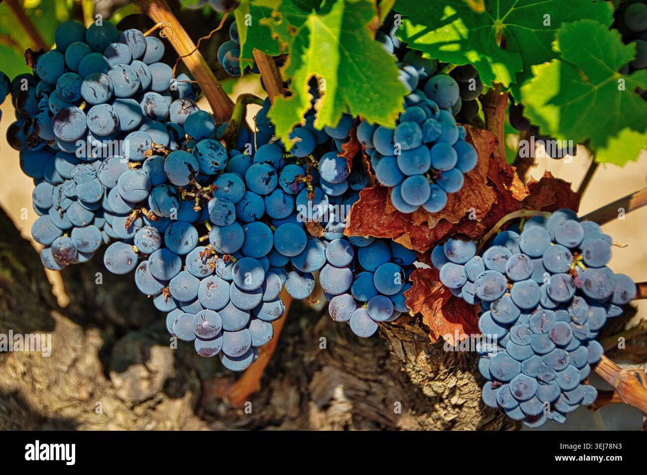 Gros plan de raisins de vin rouge mûrs accrochés à une vigne avec des feuilles vertes en plein soleil avant la récolte. Banque D'Images