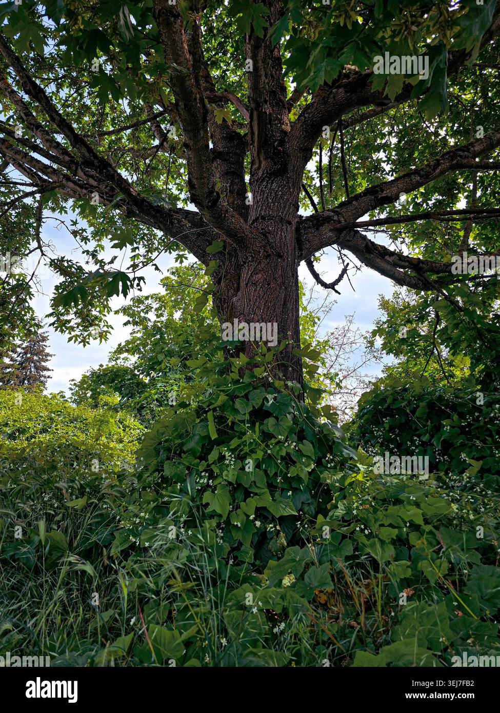 Un géant des bois et un arbre mûr enveloppés de lierre grimpante et de fleurs sauvages printanières Banque D'Images