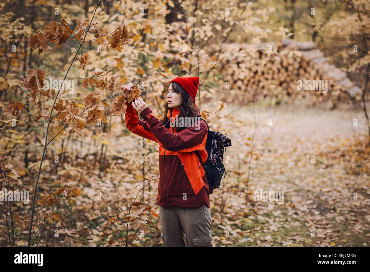 Femme examine les feuilles d'automne sur la branche dans la forêt dans DSCF0706 copy.jpg. Détox numérique dans la nature, échapper au stress urbain, vacances sans technologie. Banque D'Images