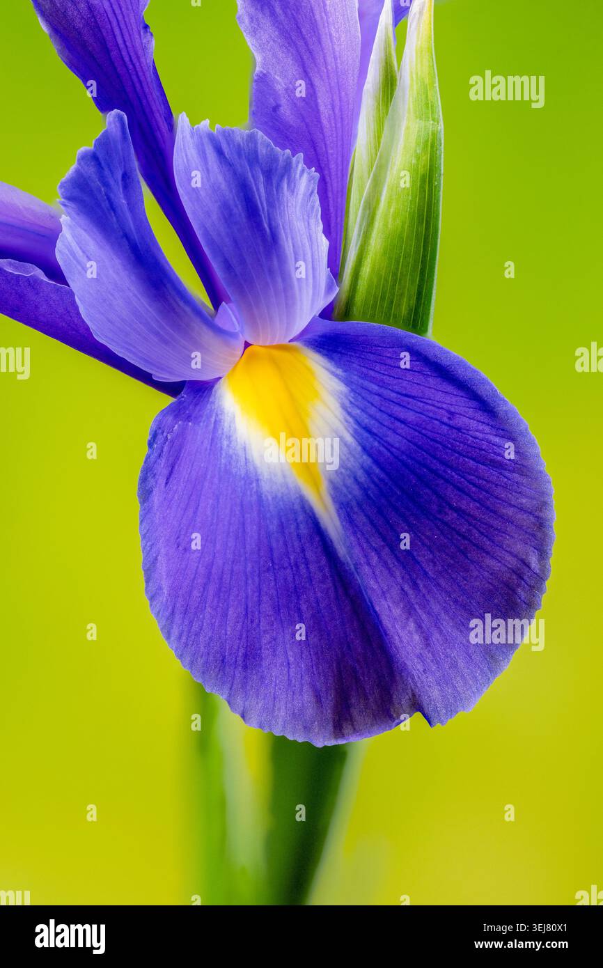 Gros plan d'un iris violet photographié sur fond jaune vert tacheté Banque D'Images