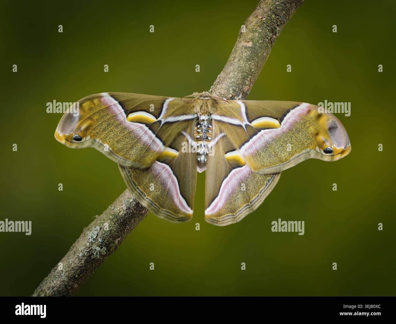 Arbre du Moth du ciel, (Philosamia cynthia ricini) également connu sous le nom de Moth Ailanthus. C'est la sous-espèce italienne qui est une espèce menacée Banque D'Images