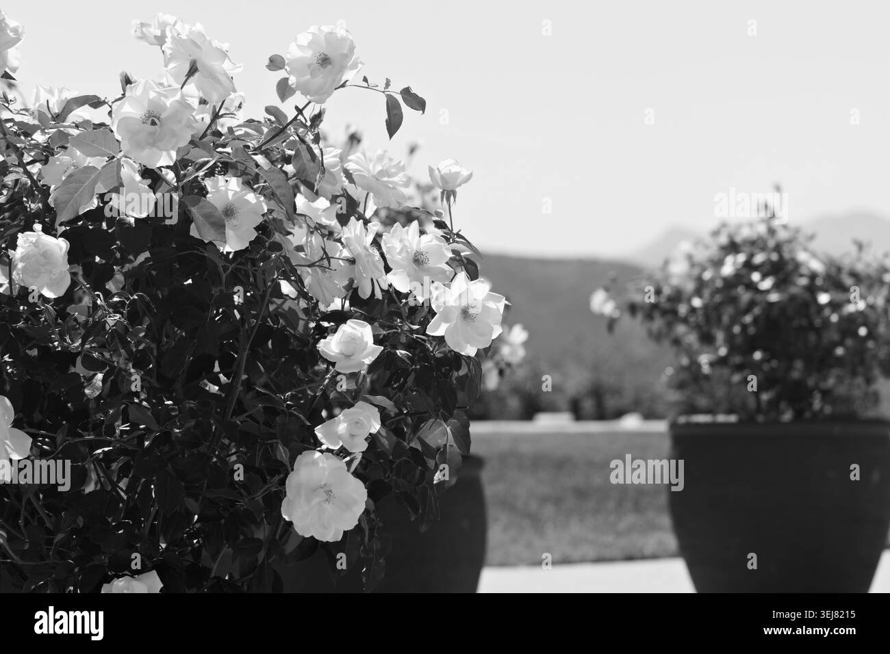 Des rosiers blancs fleurissent dans de grandes jardinières sur des terrains paysagers ensoleillés avec des collines douces en arrière-plan. Banque D'Images