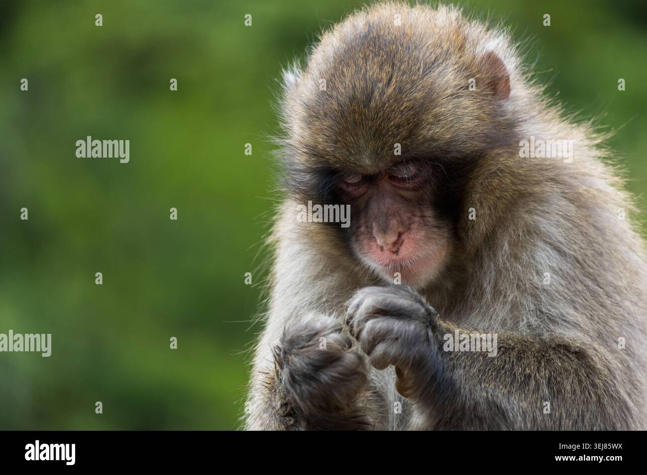 singe macaque japonais gros plan dans le cadre naturel de kyoto Banque D'Images