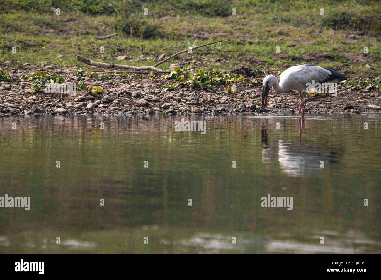 Une cigogne asiatique à bec ouvert (Anastomus oscitans) cherche de la nourriture le long des rives de la rivière Rapti dans le parc national de Chitwan. Népal. Banque D'Images