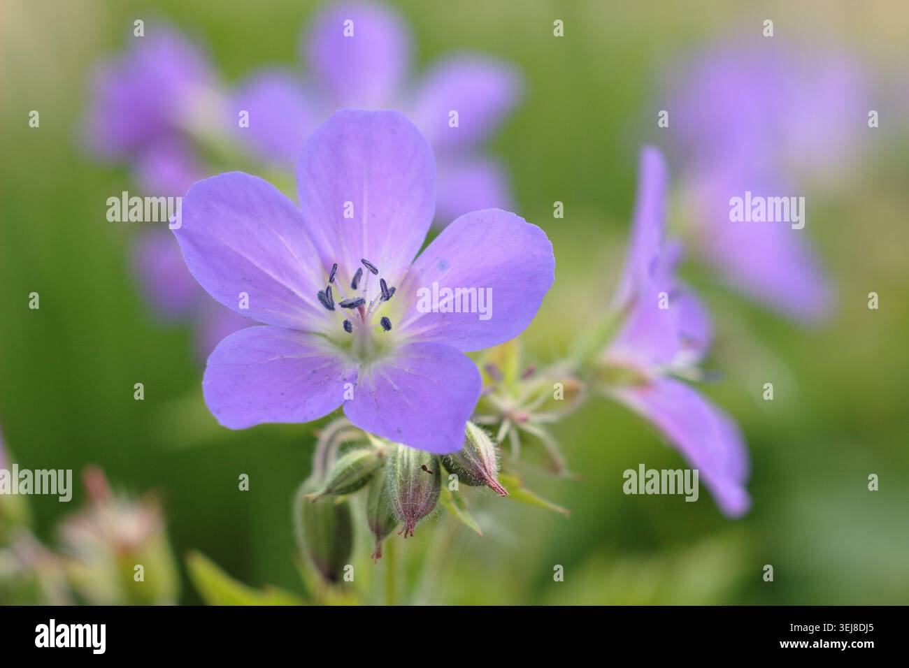 Géraniums. Géranium sylvaticum 'Mayflower', bec de crane en bois, géranium robuste à floraison précoce portant des masses de fleurs violettes au printemps. ROYAUME-UNI Banque D'Images
