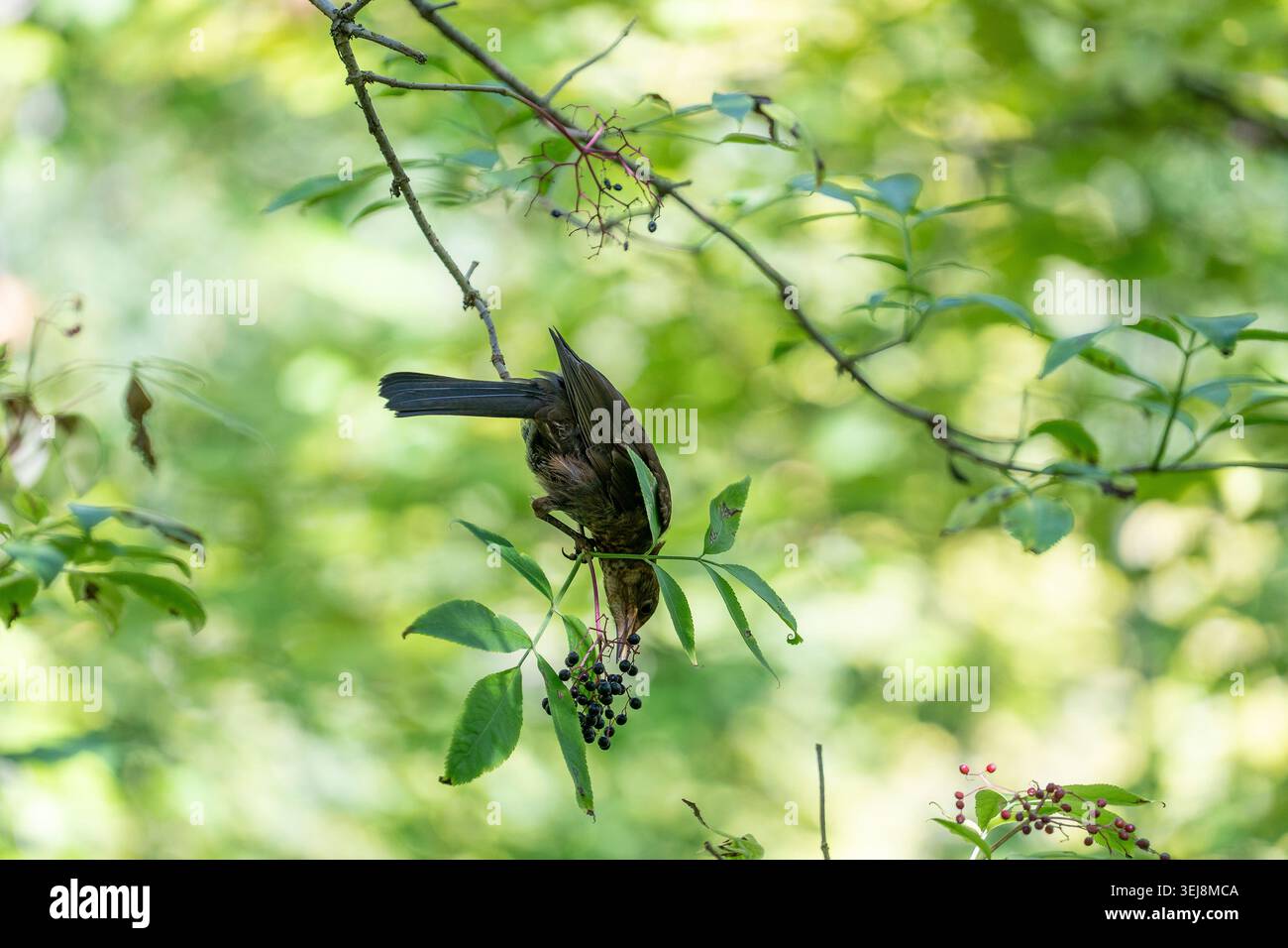 Blackbird sauvage mangeant des fruits de sureau mûrs sur la branche de buisson vert. Un petit oiseau sombre se nourrissant de baies de sureau noir dans un jardin d'été verdoyant avec beauti Banque D'Images