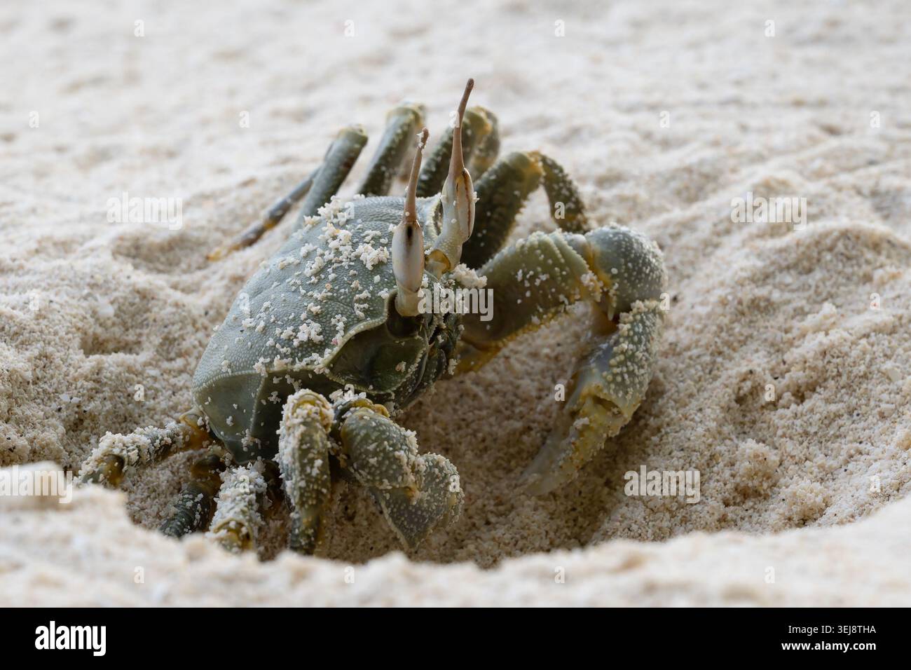 Photographie rapprochée d'un crabe gris verdâtre reposant sur du sable de couleur claire. La coquille, les pattes et les griffes du crabe sont texturées et mouchetées de grains o Banque D'Images
