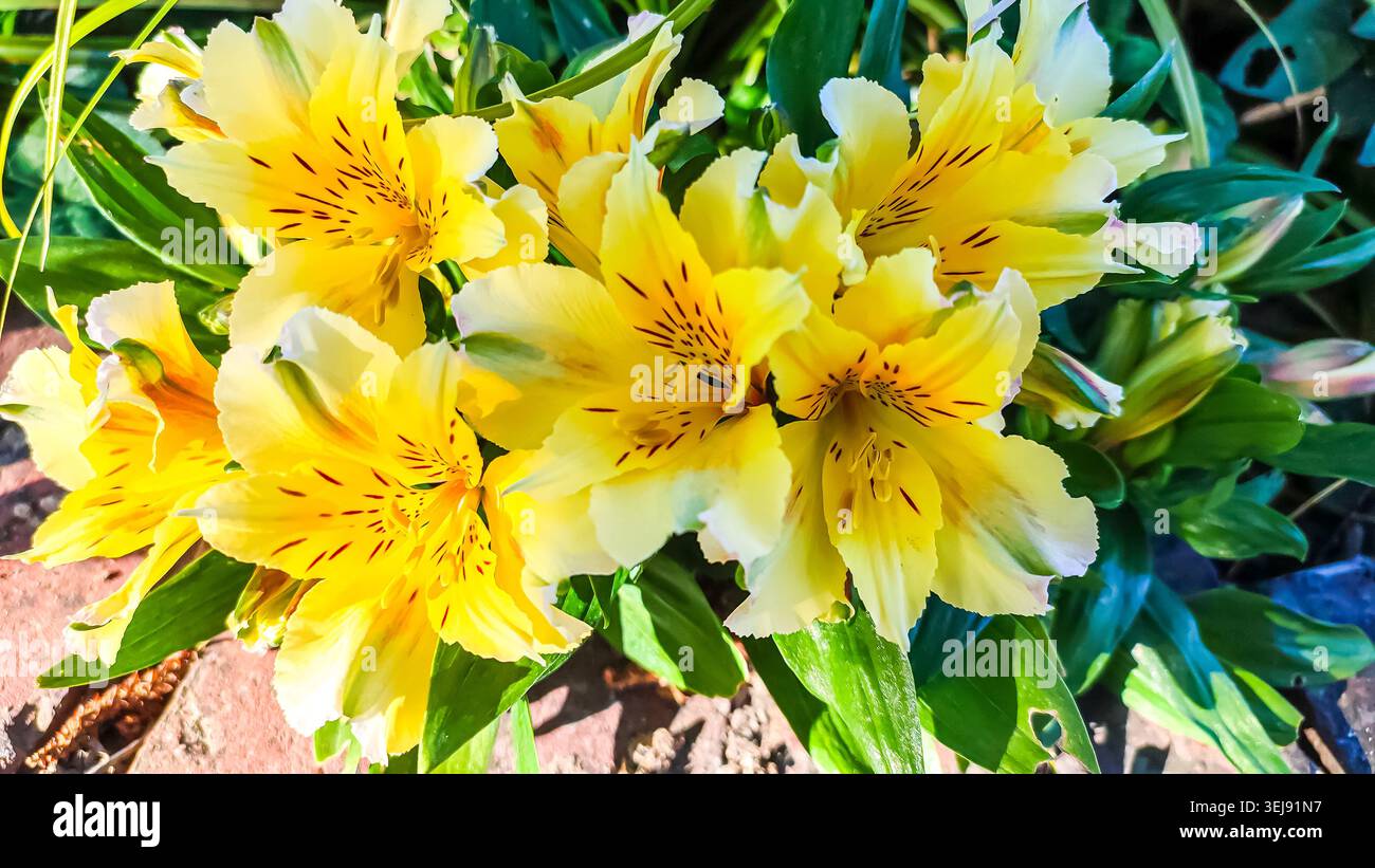 Les fleurs d'alstroemeria jaune éclatantes fleurissent parmi les feuilles vertes luxuriantes dans un jardin, mettant en valeur leurs motifs complexes et leur beauté naturelle Banque D'Images