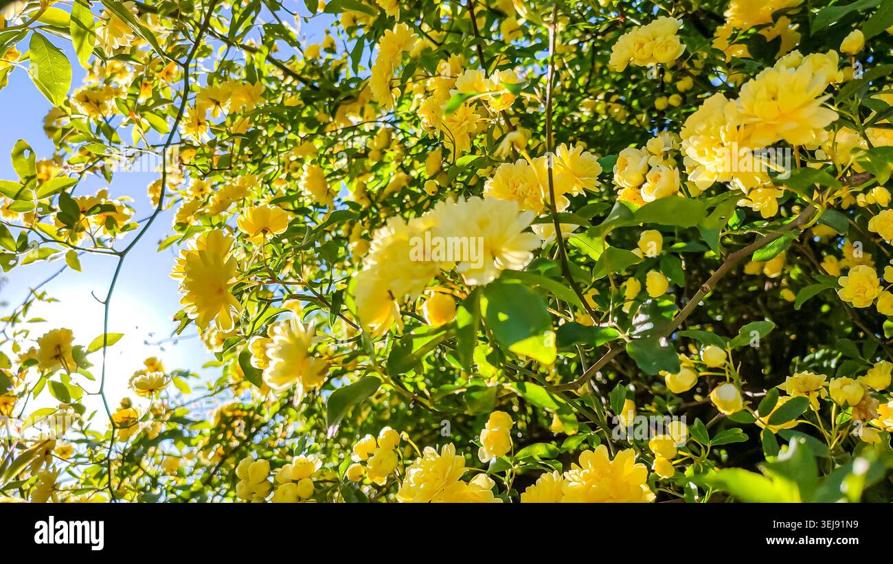 D'abondantes fleurs jaunes fleurissent sur un buisson sous un ciel bleu clair, soulignant la beauté de la nature dans un environnement de jardin vibrant Banque D'Images