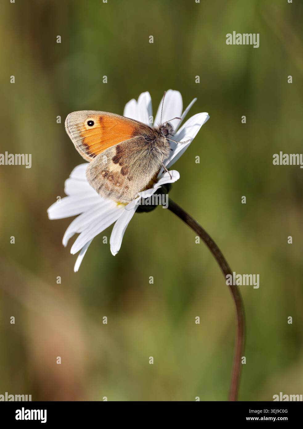 Petite Heath perchée sur Marguerite de bœuf. Réserve naturelle de Magadalen Hill Down, Winchester, Hampshire, Angleterre. Banque D'Images
