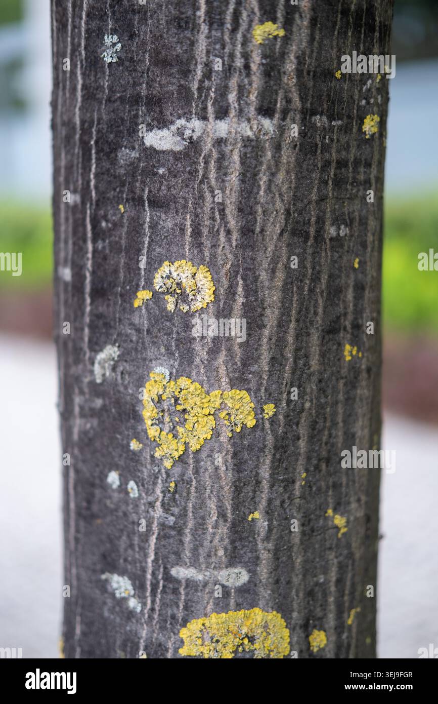 Le lichen jaune pousse sur l'écorce rugueuse foncée d'un tronc d'arbre dans un cadre extérieur. Banque D'Images