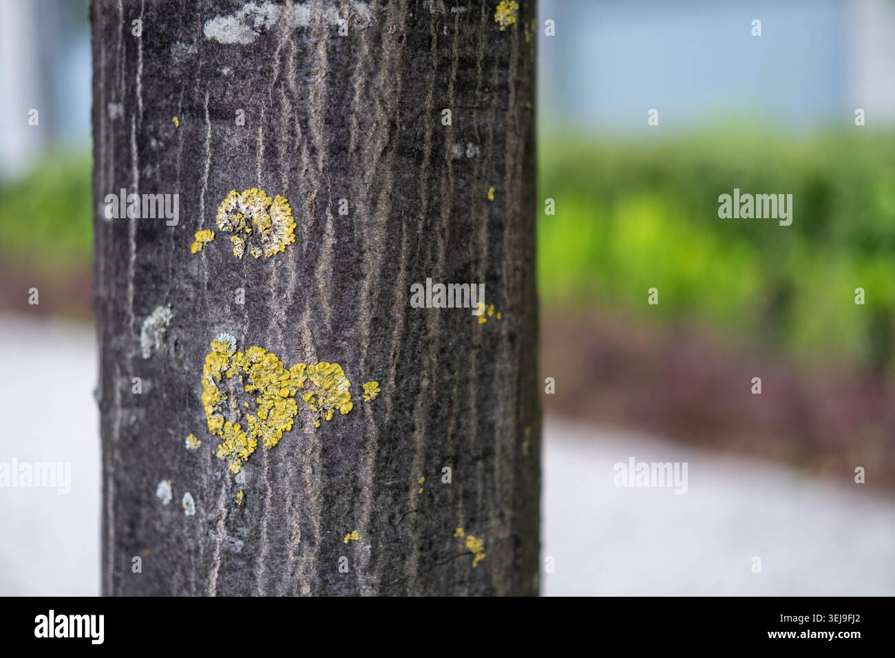 Gros plan du tronc d'arbre avec écorce sombre et lichen jaune poussant dessus dans un cadre extérieur. Banque D'Images